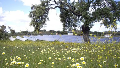 Solarpark im Hintergrund, Blumenwiese und Baum im Vordergrund