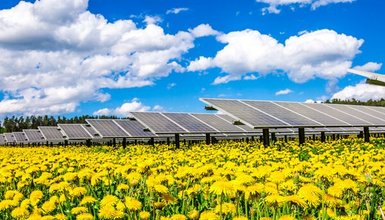 Solarpark im Sommer, Module im Hintergrund, Vordergrund grüne Wiese mit gelben Blumen, blauer Himmel mit weißen Wolken